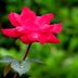 June Birth Flower Gift Guide