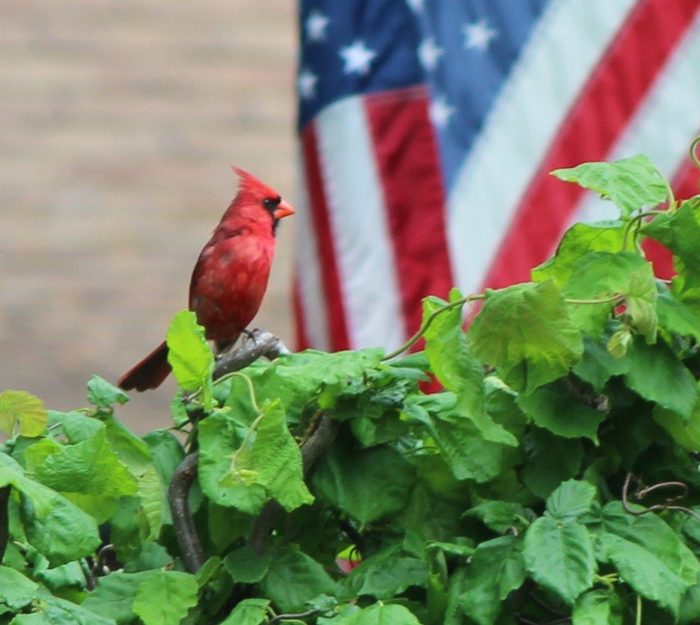 Can You Guess the Official State Bird of All 50 States?