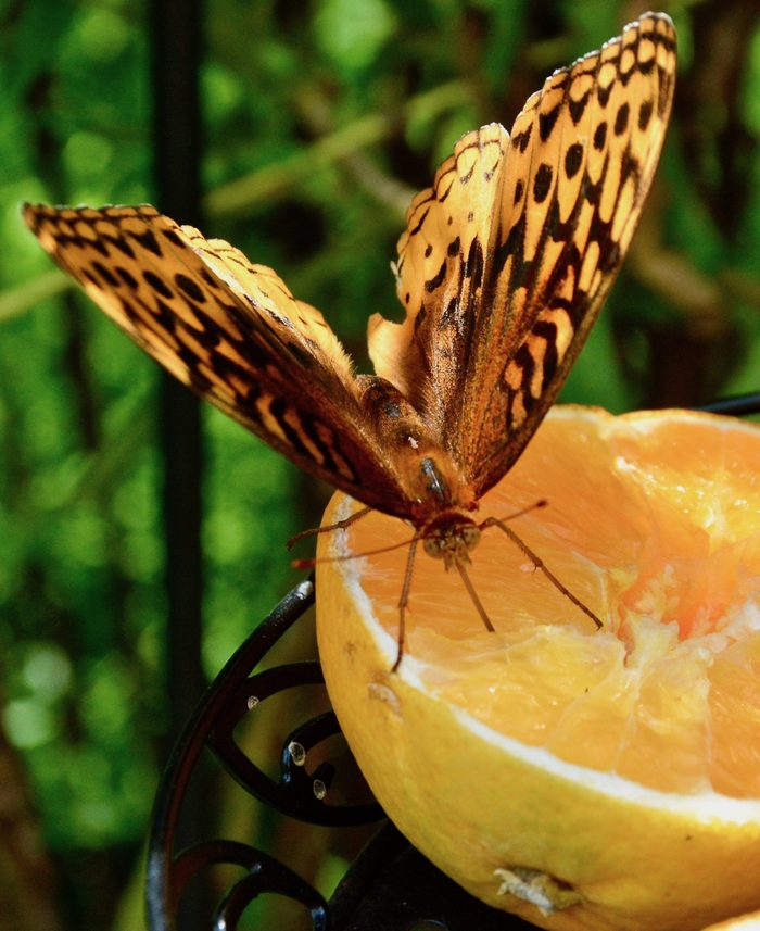 how to attract butterflies