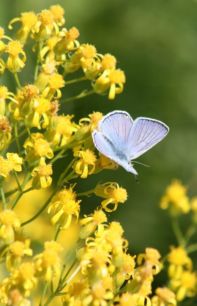 beautiful flowers