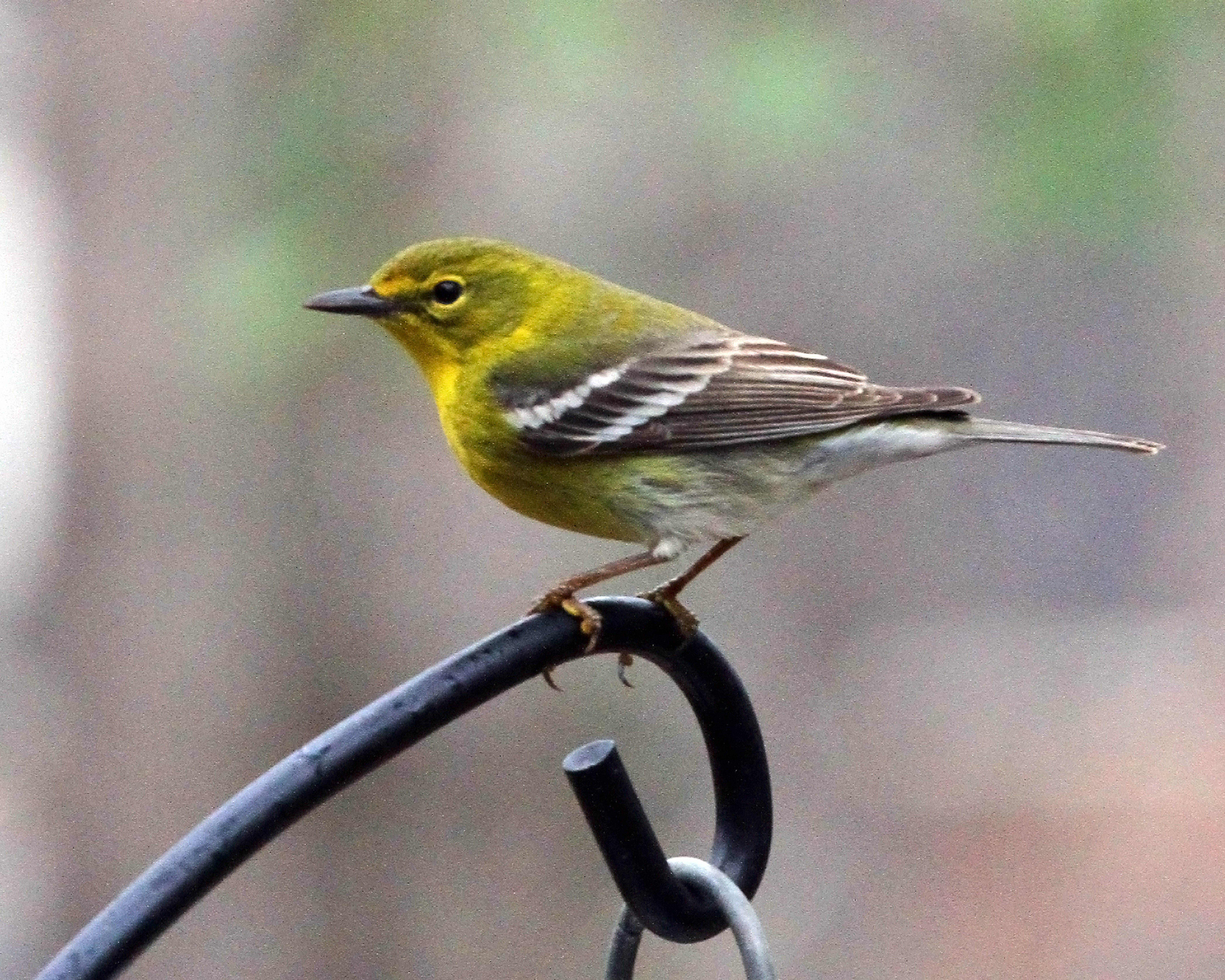 pine warbler, warblers, Bnbbyc19 Kay Fox 4
