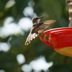 Never Add These Foods to Your Hummingbird Mixture