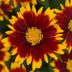 Top 10 Low Maintenance Perennials