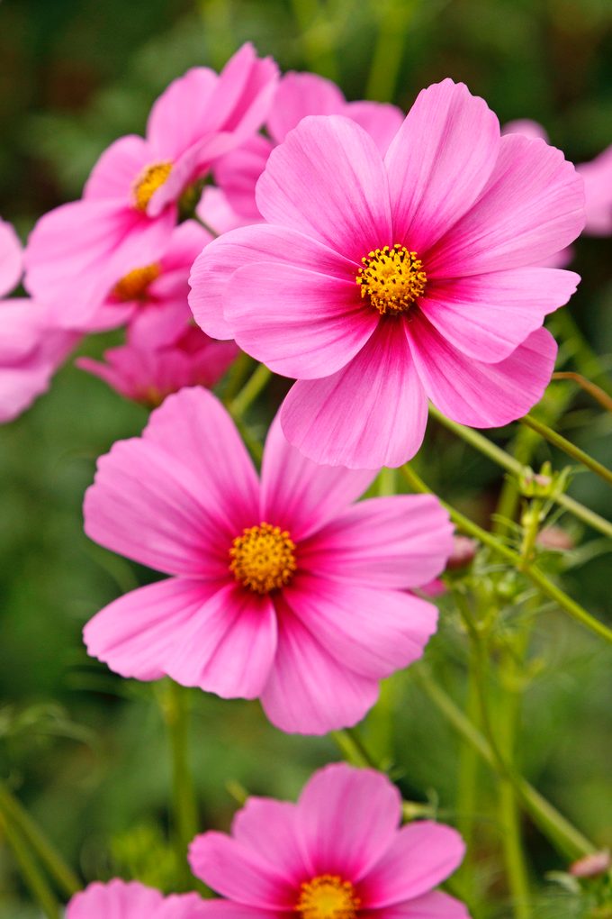 Cosmos Bipinnatus Gloria 6229bb