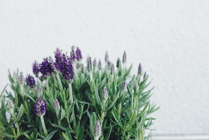 moon garden, Lavender Blooming In Pot Against White Wall