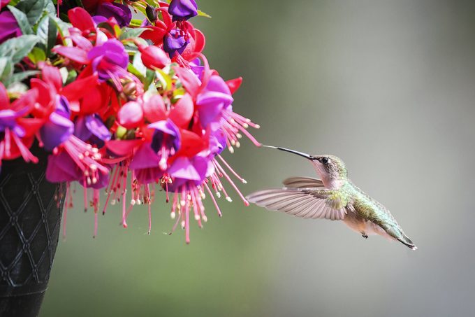 Hummingbird With Flower