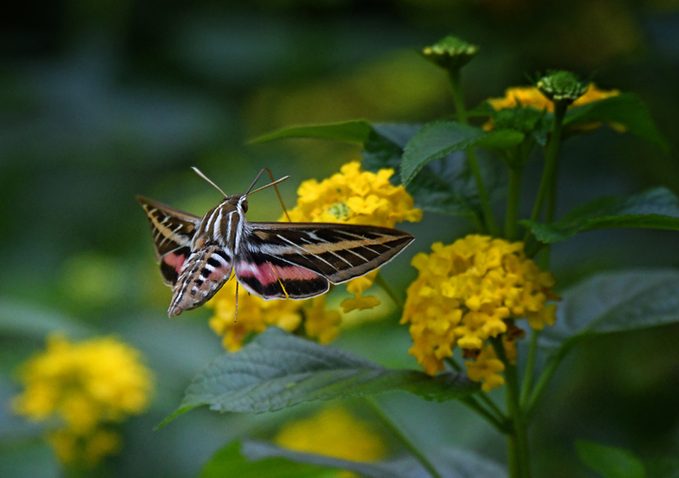 White-lined Sphinx Moth Feeding on Yellow Lantana Flowers