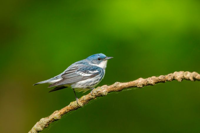 Cerulean Warbler male