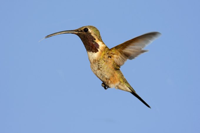 Lucifer Hummingbird (Calothorax)