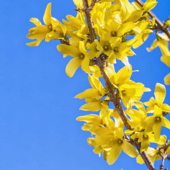Yellow forsythia