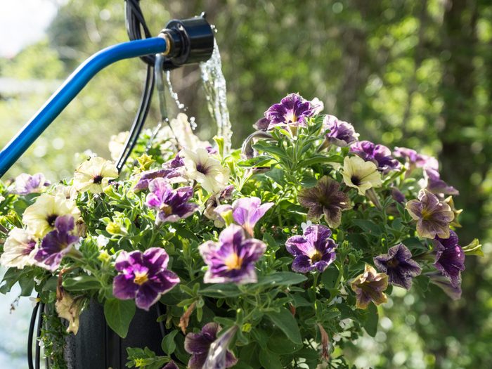Watering Petunia in Hanging Flower Basket Private Home