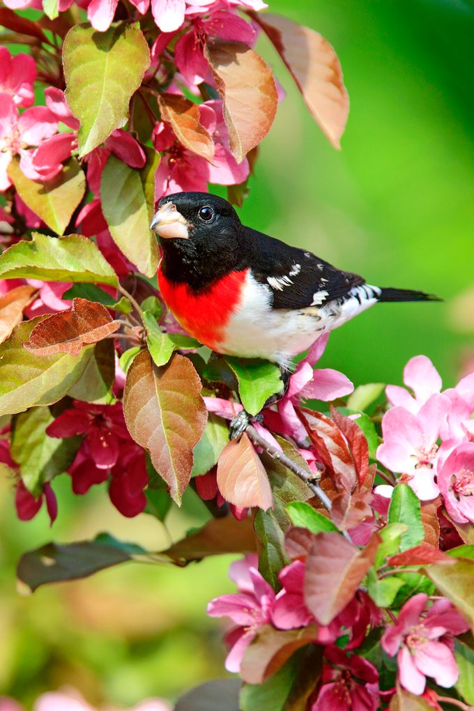 plants that birds like, Grosbeakrbmale Vd Masd8964