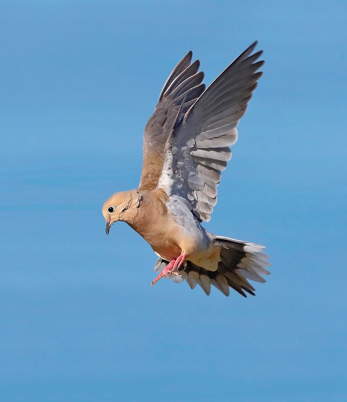 plants that birds like, Mourning Dove5 072620hr