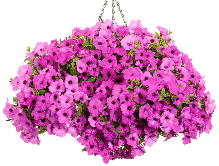 Pwsupertunia Vista Jazzberry Basket