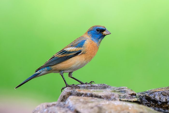 Lazuli Bunting