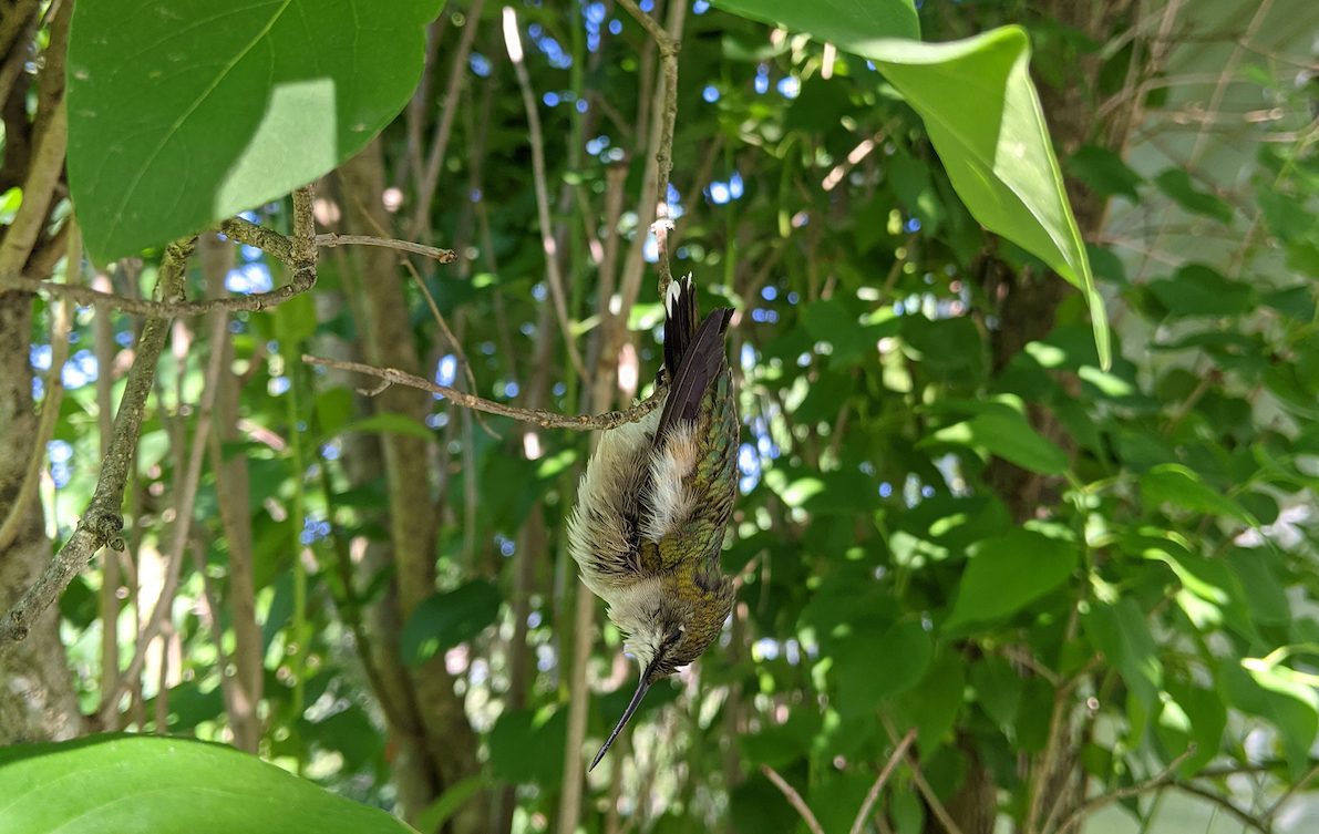Sarahlatimer, hummingbirds sleep