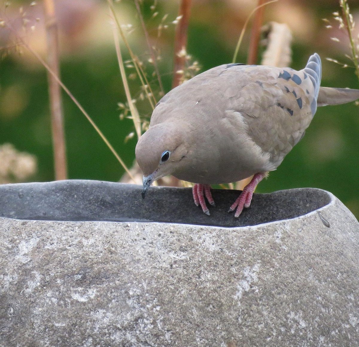 stone bird bath