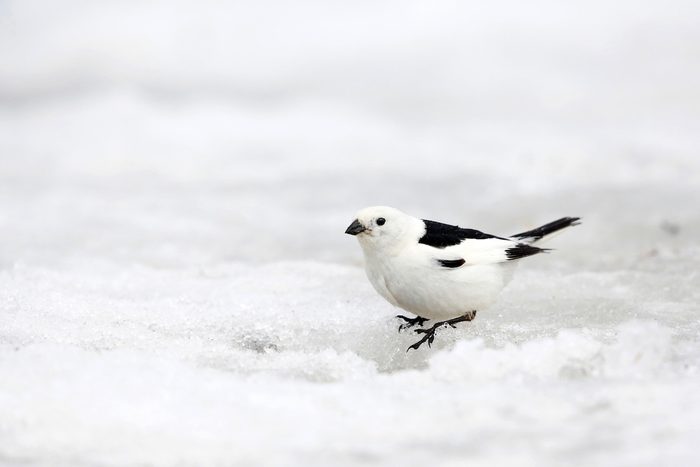 Snow Bunting (plectrophenax Nivalis), Sitting On Snow, Usa, Alaska