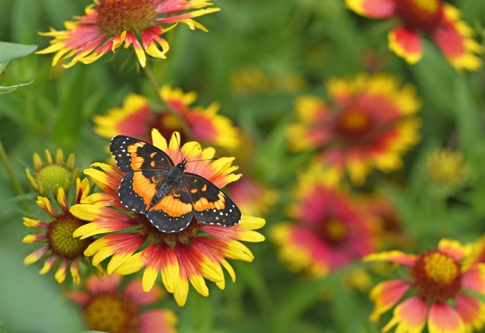 A bordered patch butterfly sits on a bright red and yellow firewheel flower.