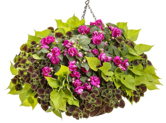 Double Impatiens Sweet Potato Vine Coleus Hanging Basket