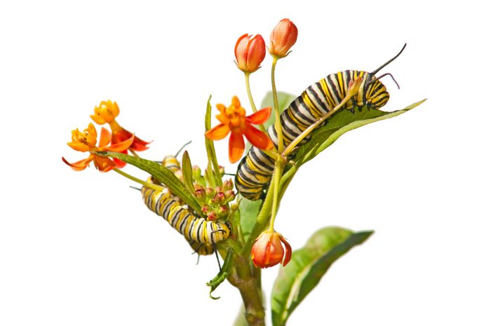 A monarch caterpillar climbs on the leaf of a butterfly weed plant.