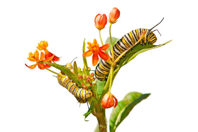 A monarch caterpillar climbs on the leaf of a butterfly weed plant.