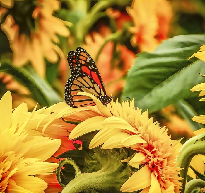 A monarch butterfly collects nectar in a patch of sunflowers.
