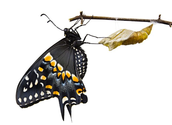 The,butterfly,eastern,black,swallowtail,(papilio,polyxenes),emerging,from,it's