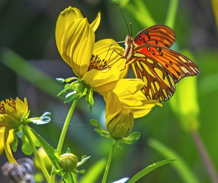 Gulf,fritillary,and,yellow,wildflowers,at,brazos,bend,state,park!