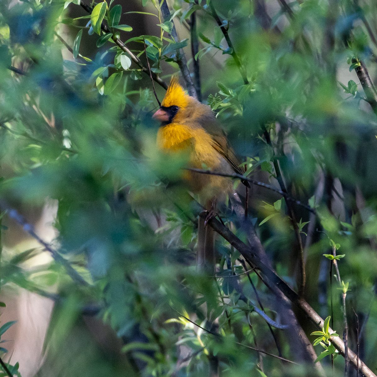 Yellow Cardinal 2