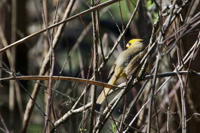 Yellow Cardinal 3