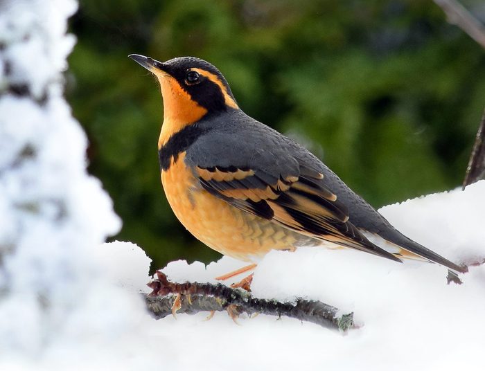 Male Varied Thrush