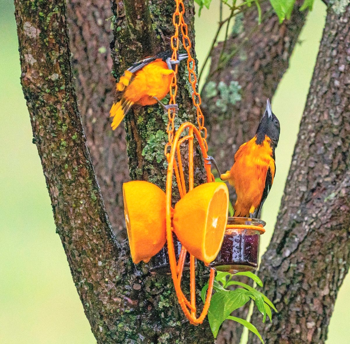 feeding orioles