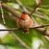 15 Small Orange Birds You Should Know