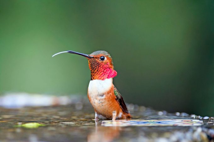 247996915 1 Shirley Kell Bnb Hummingbird Contest 2020