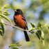 7 Types of Birds That Look Like Robins