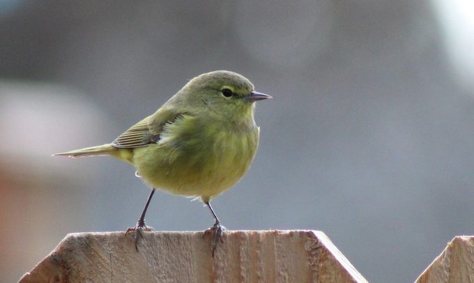 orange crowned warbler