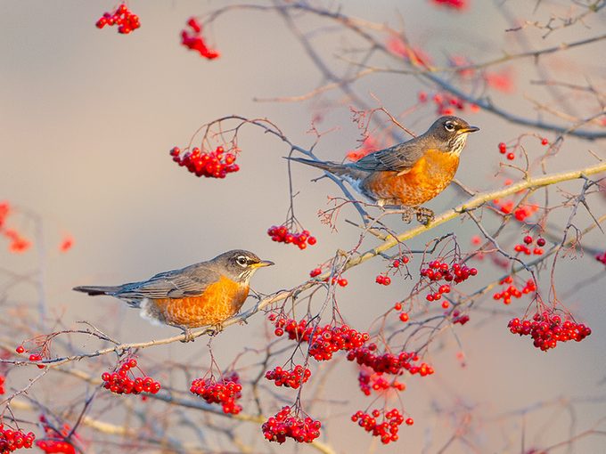 do robins mate for life