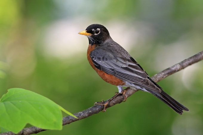 254040724 1 Brian Fox Bypc2020, american robin picture