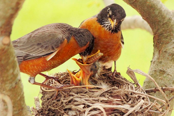 do robins mate for life