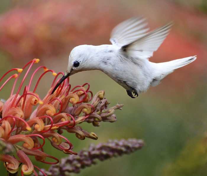 white hummingbird