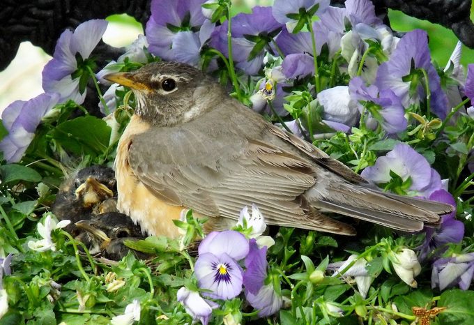 Bnbbyc16 Carol Keskitalo 001, american robin picture
