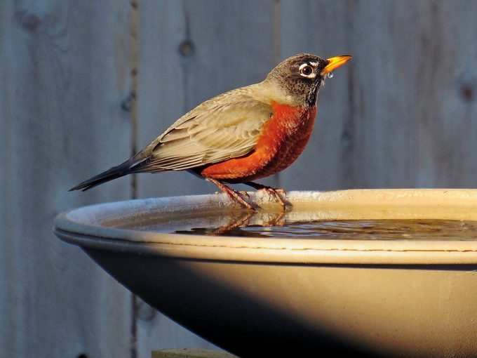 Bnbbyc17 Judy Aughey, american robin picture