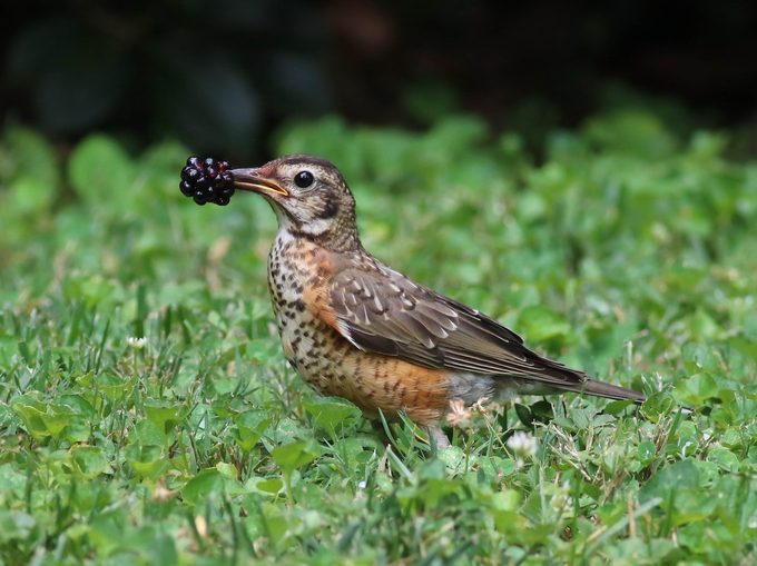 Bnbbyc18 Carla Davis, robin bird picture, american robin