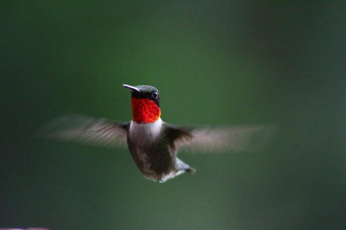 hummingbird colors