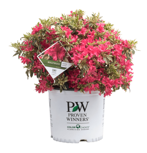 A Bollywood azalea in a Proven Winners pot.