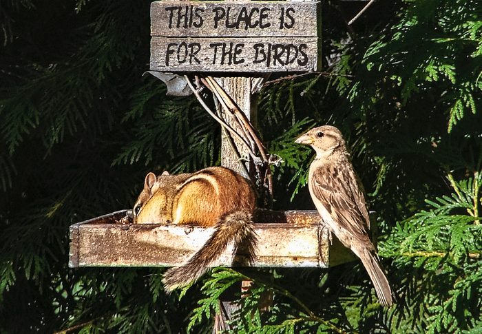 funny animal pictures