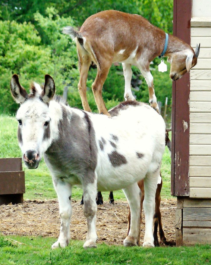 funny animal pictures