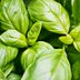 7 Care Tips to Grow Your Best Basil Plant Ever