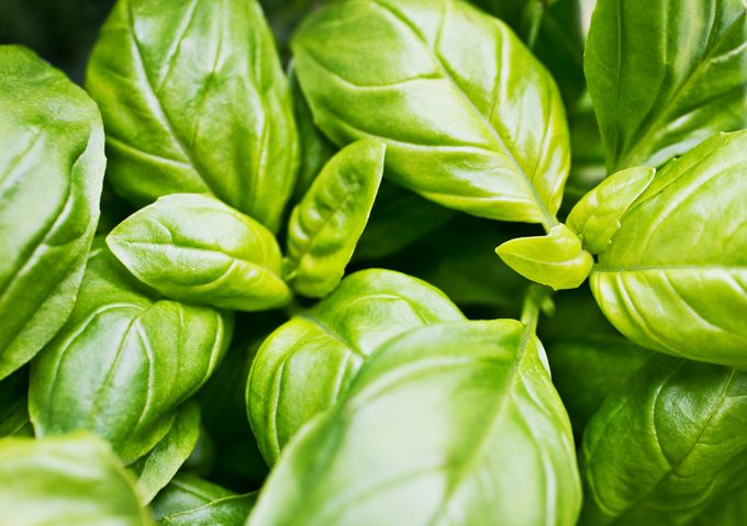 7 Care Tips to Grow Your Best Basil Plant Ever